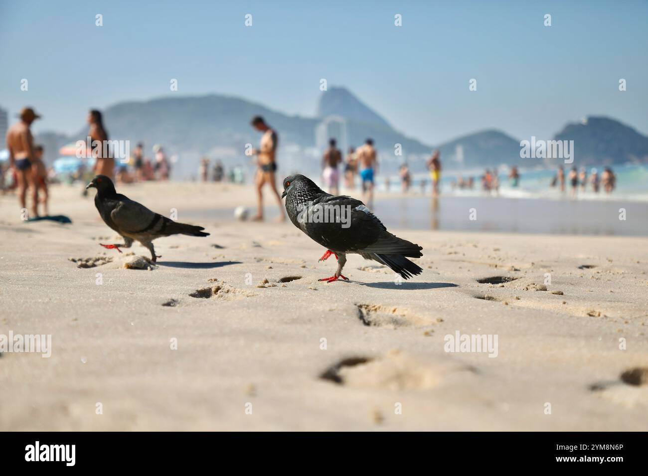 A group of pigeons live on Copacabana beach in Rio de Janeiro. In ...