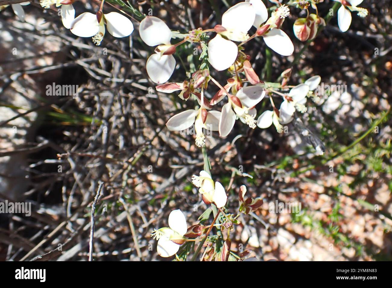 Rock Falsepea (Polygala wittebergensis Stock Photo - Alamy