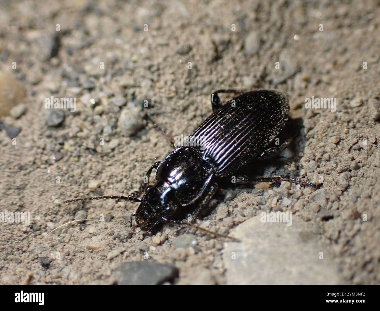 Clock Insect Blackclock Ground Beetles (Pterostichus Stock Photo - Alamy