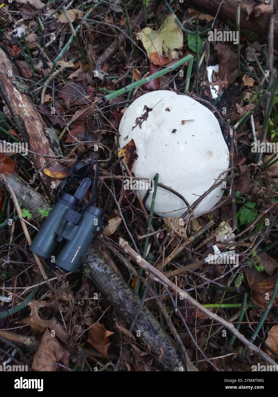 A young Giant puffball mushroom - Calvatia gigantea - in London garden