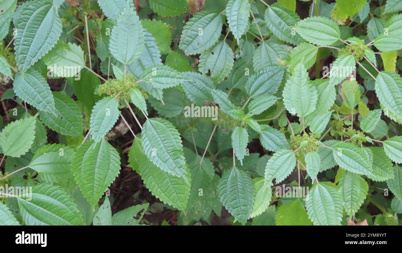 Canada clearweed (Pilea pumila) Stock Photo