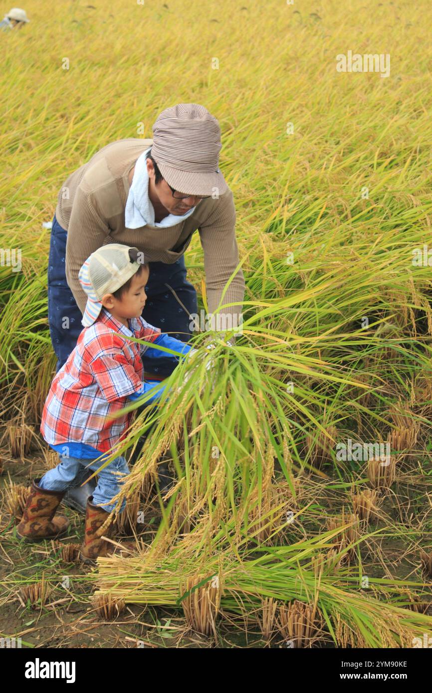 Two people harvesting rice in hi-res stock photography and images - Alamy