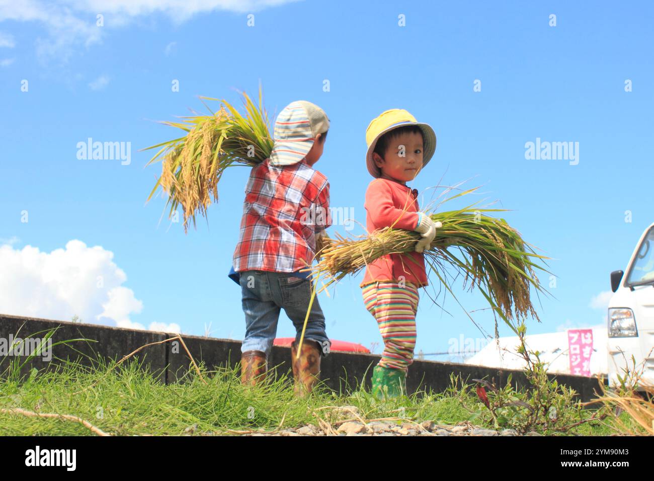 Boy harvesting rice Stock Photo - Alamy