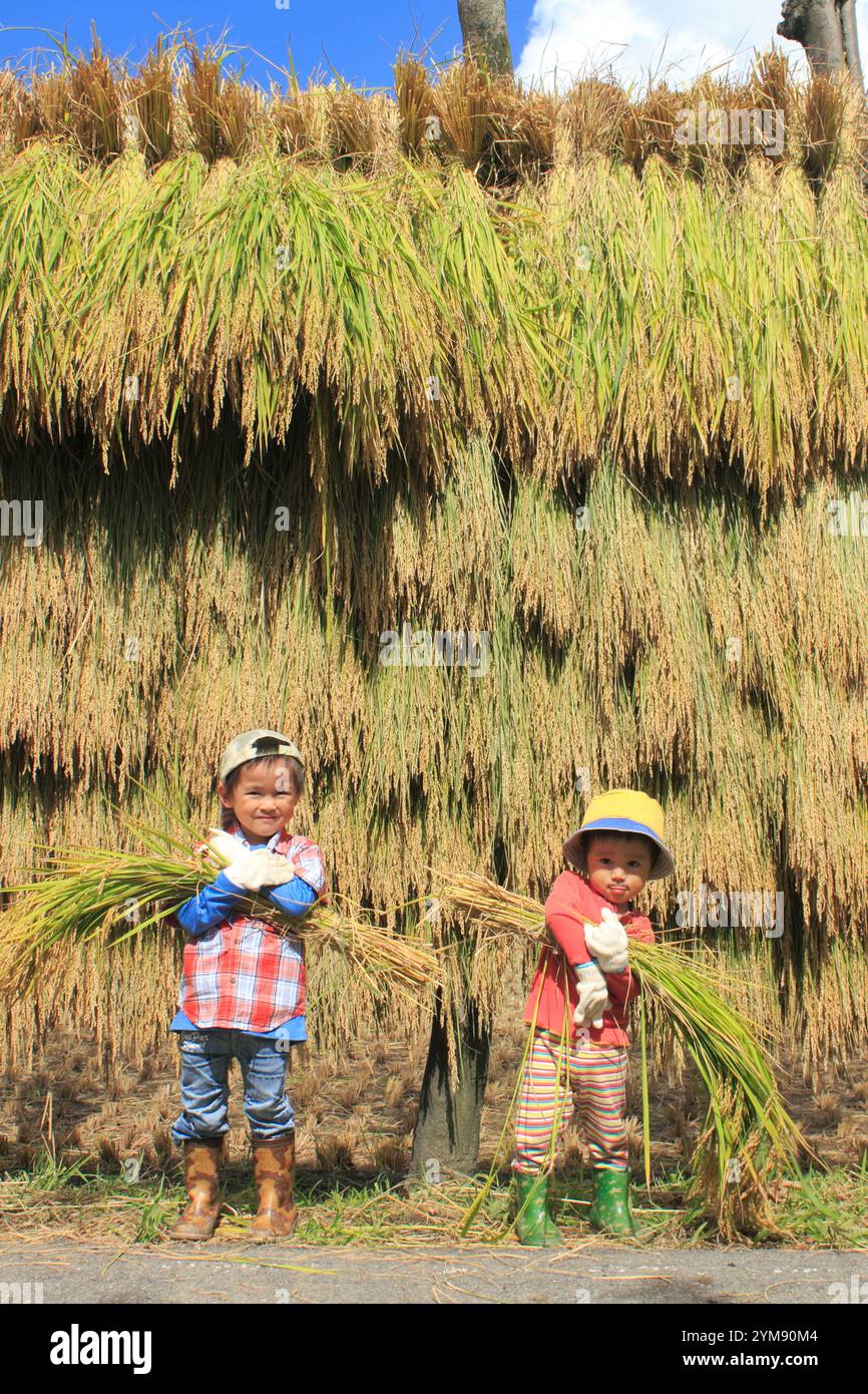 Boy harvesting rice Stock Photo - Alamy