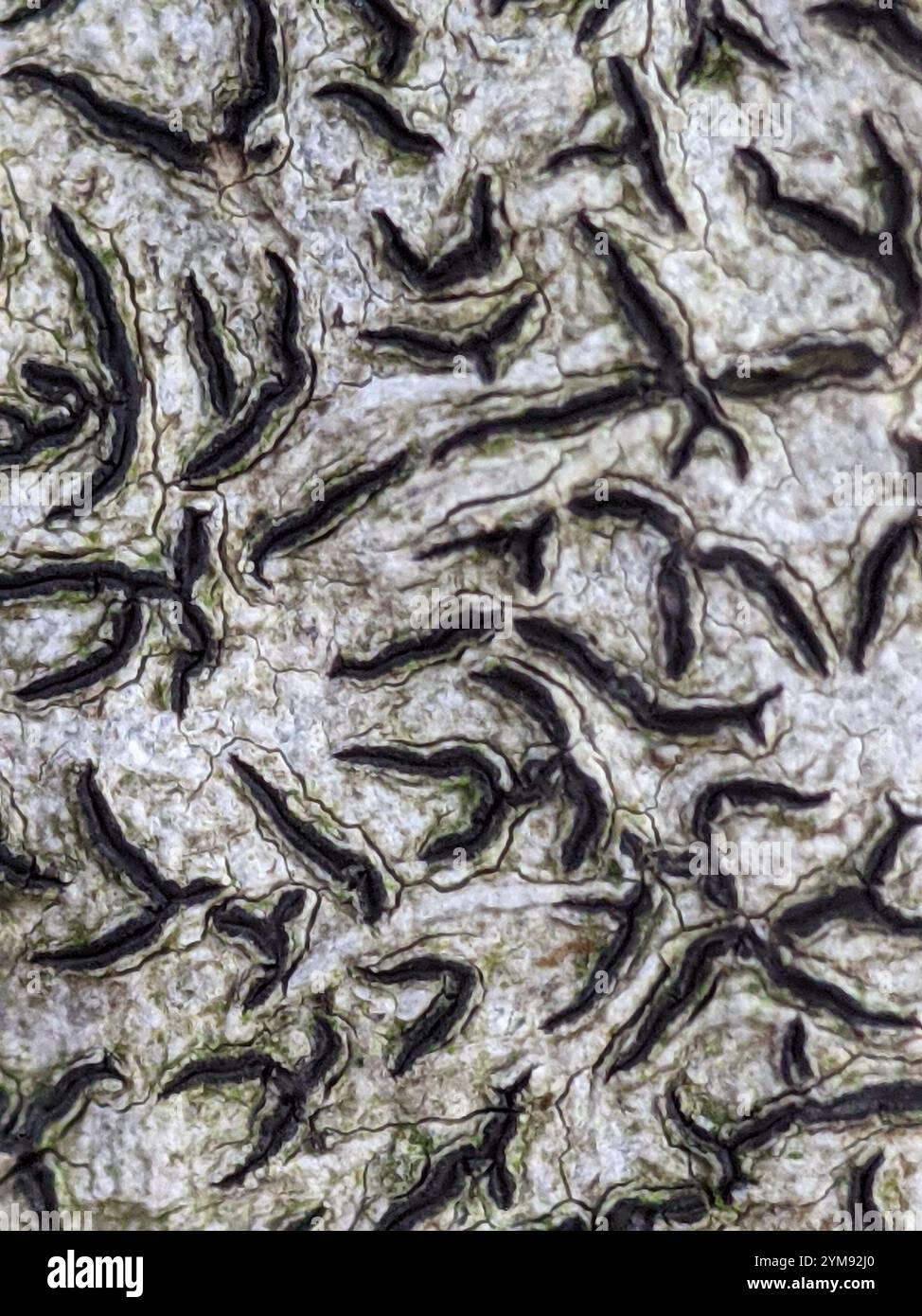 Graphis Scripta Lichen Classification Common Script Lichen (Graphis scripta Stock Photo - Alamy