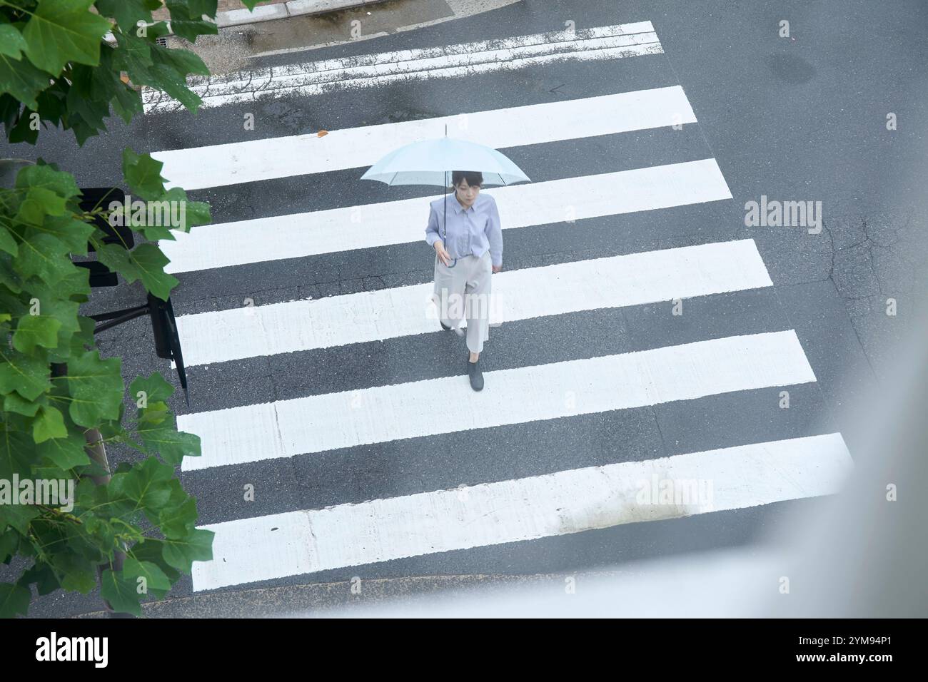 Woman crossing a pedestrian crossing under an umbrella Stock Photo - Alamy
