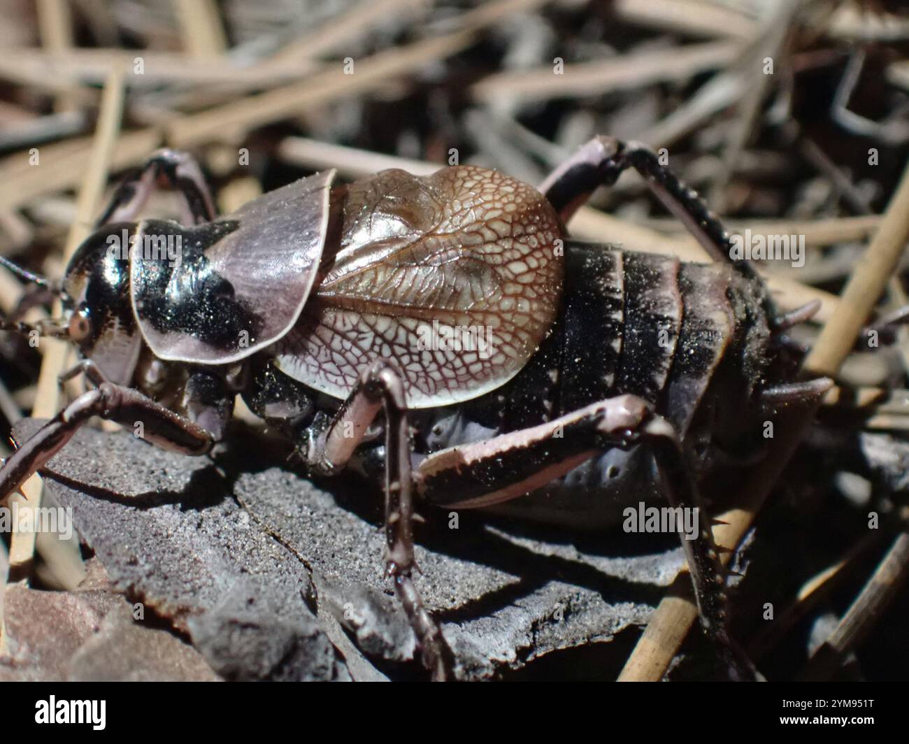 Cyphoderris monstrosa hi-res stock photography and images - Alamy