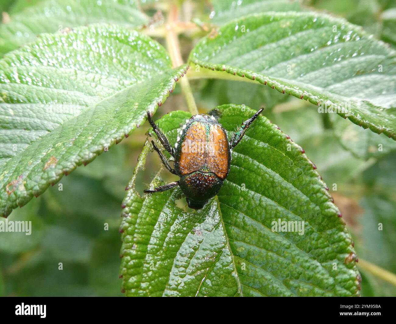 Japanese Beetle (Popillia japonica Stock Photo - Alamy