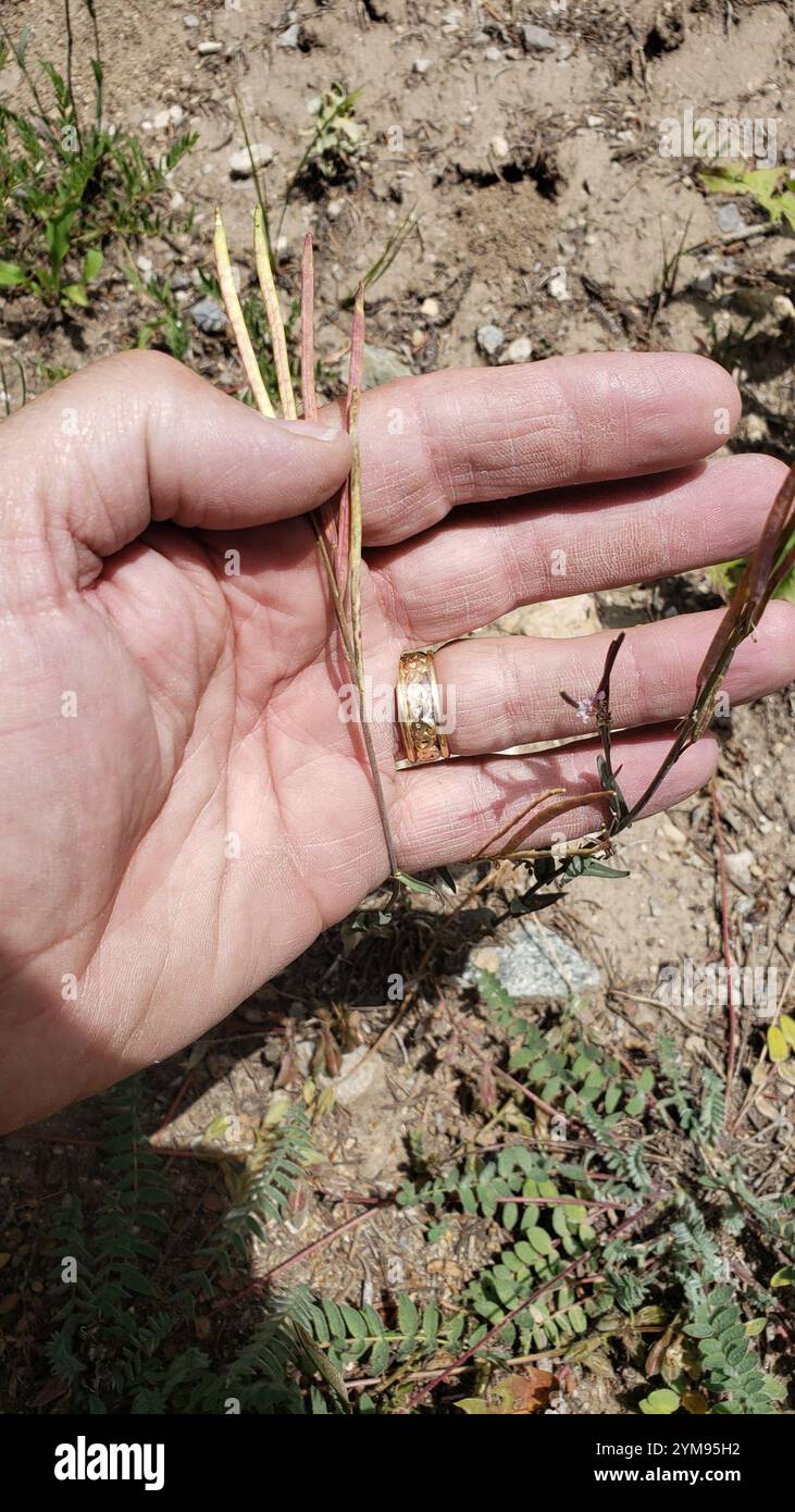 drummond's rockcress (Boechera stricta Stock Photo - Alamy
