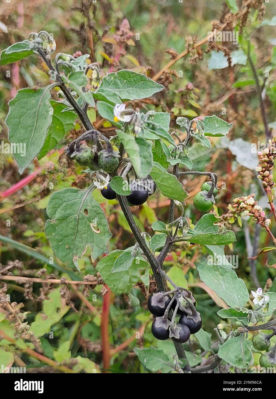 black nightshade (Solanum nigrum Stock Photo - Alamy