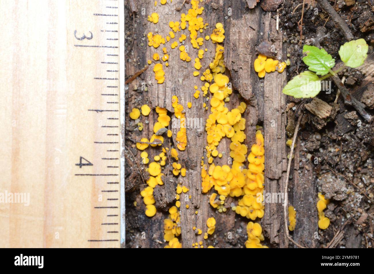 Bispora hi-res stock photography and images - Alamy