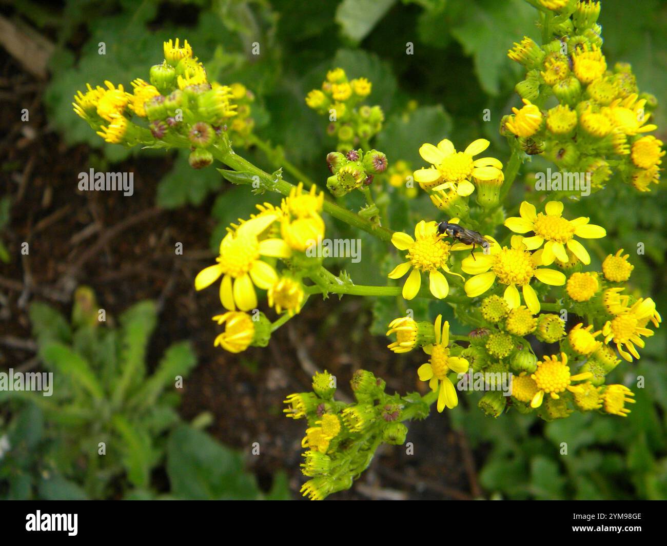 Sheep Ragwort Hard Ragwort (Senecio rigidus Stock Photo - Alamy