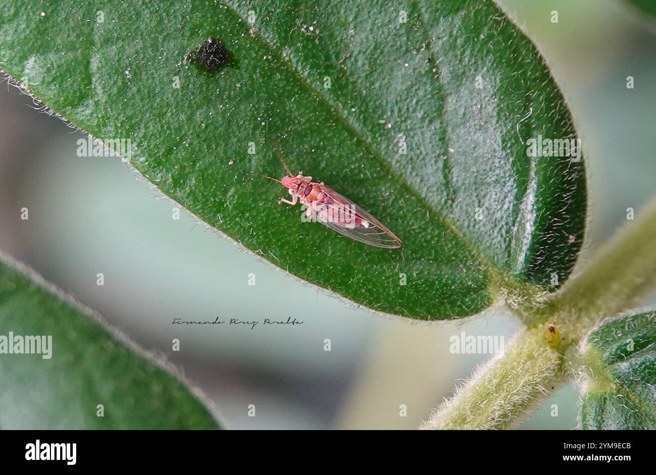 Lerp Insect Lerp hi-res stock photography and images - Alamy