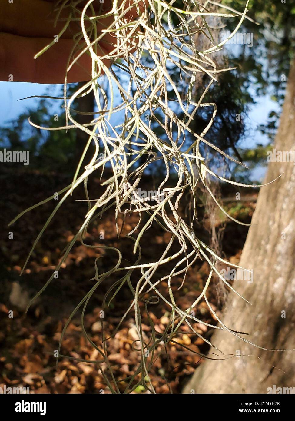 Spanish moss (Tillandsia usneoides Stock Photo - Alamy