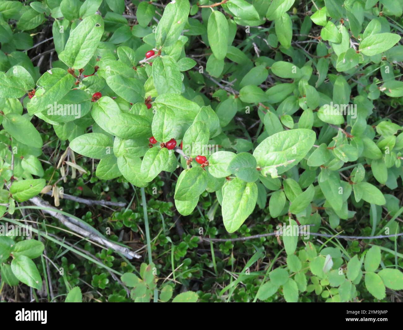 Canadian buffalo-berry (Shepherdia canadensis Stock Photo - Alamy
