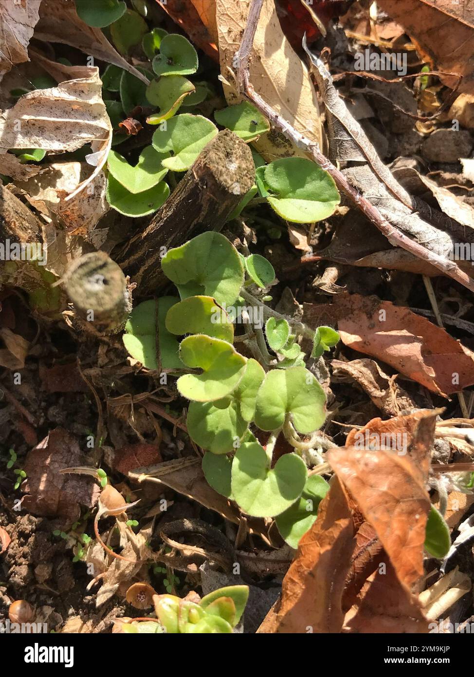 Is this Dichondra micrantha? Volunteer in my north OC yard