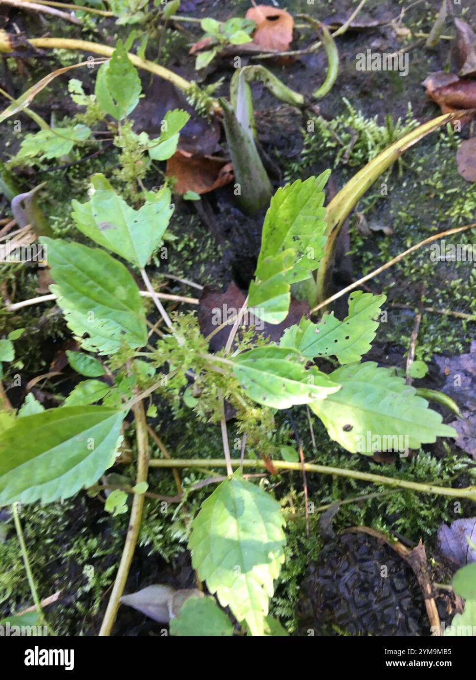 Canada clearweed (Pilea pumila) Stock Photo