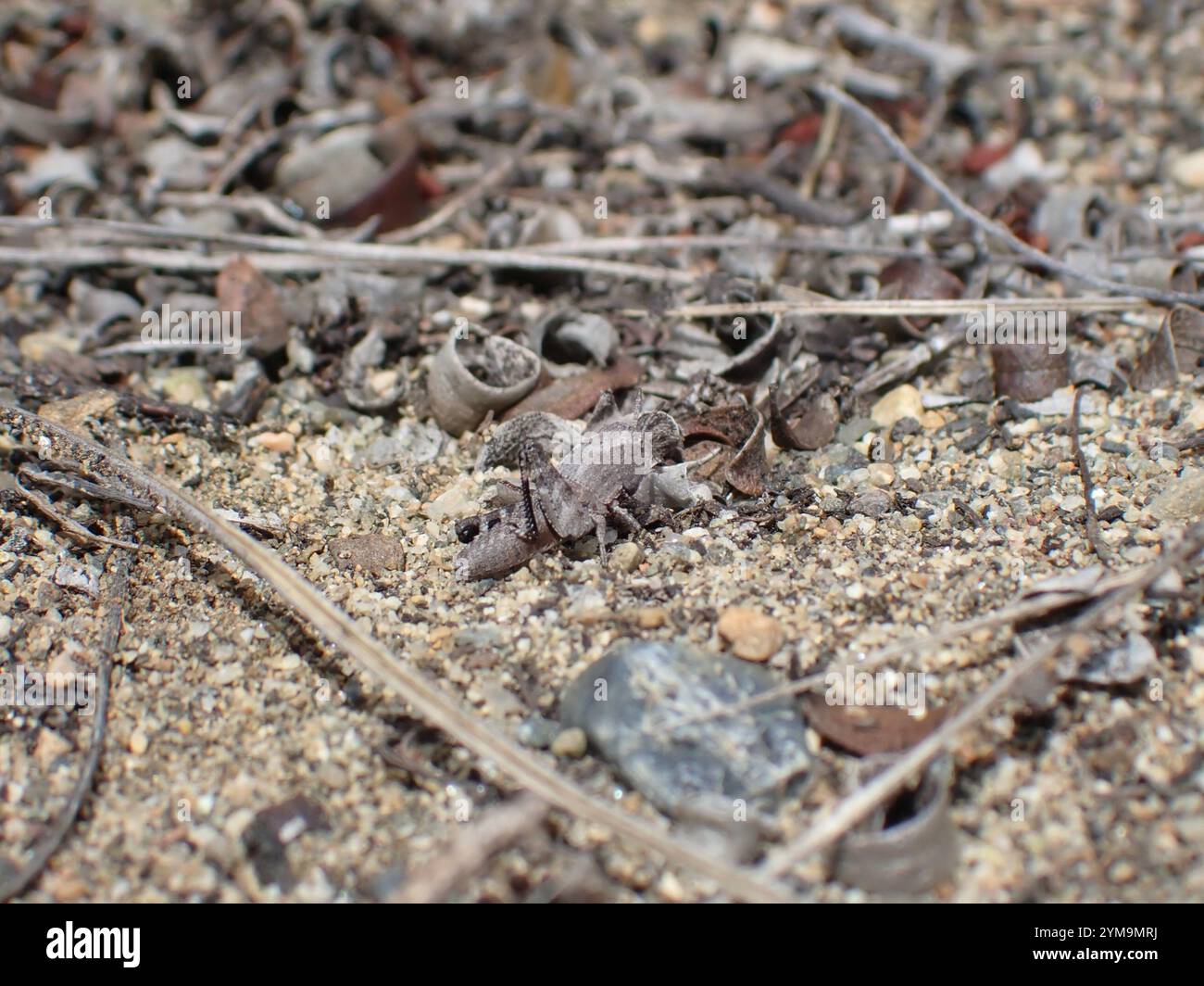 Insects Rangeland Rangeland grasshopper hi-res stock photography and images - Alamy