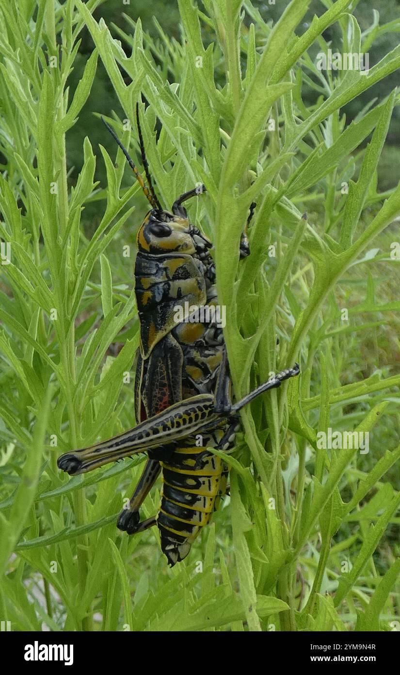 Eastern Lubber Grasshopper (Romalea microptera Stock Photo - Alamy