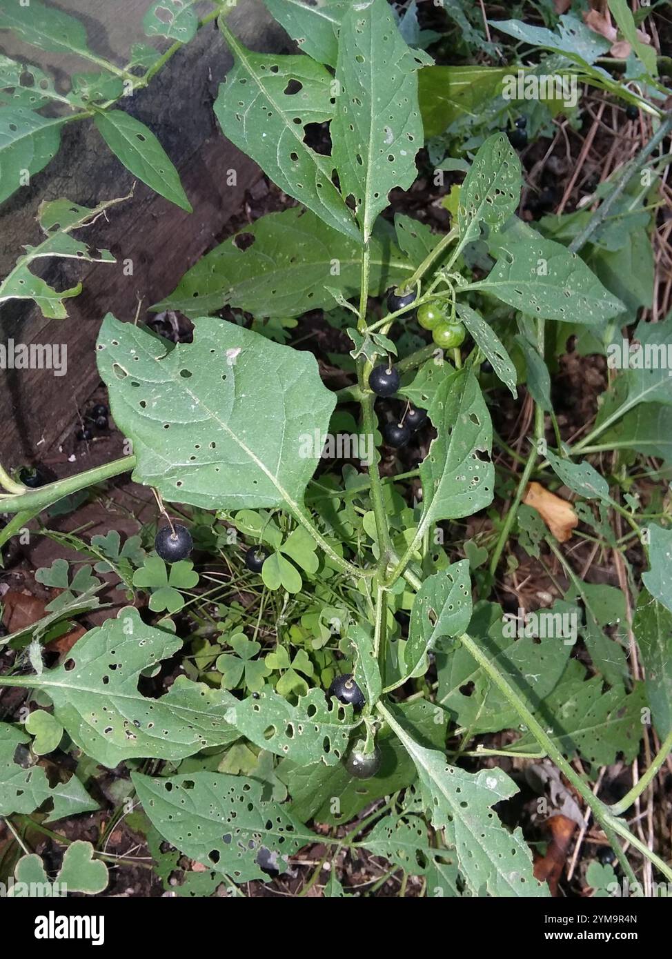 eastern black nightshade (Solanum emulans Stock Photo - Alamy