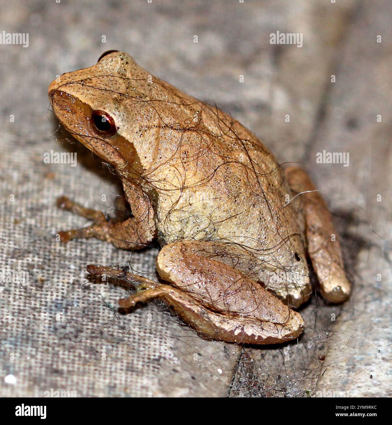 Spring Peeper (Pseudacris crucifer Stock Photo - Alamy