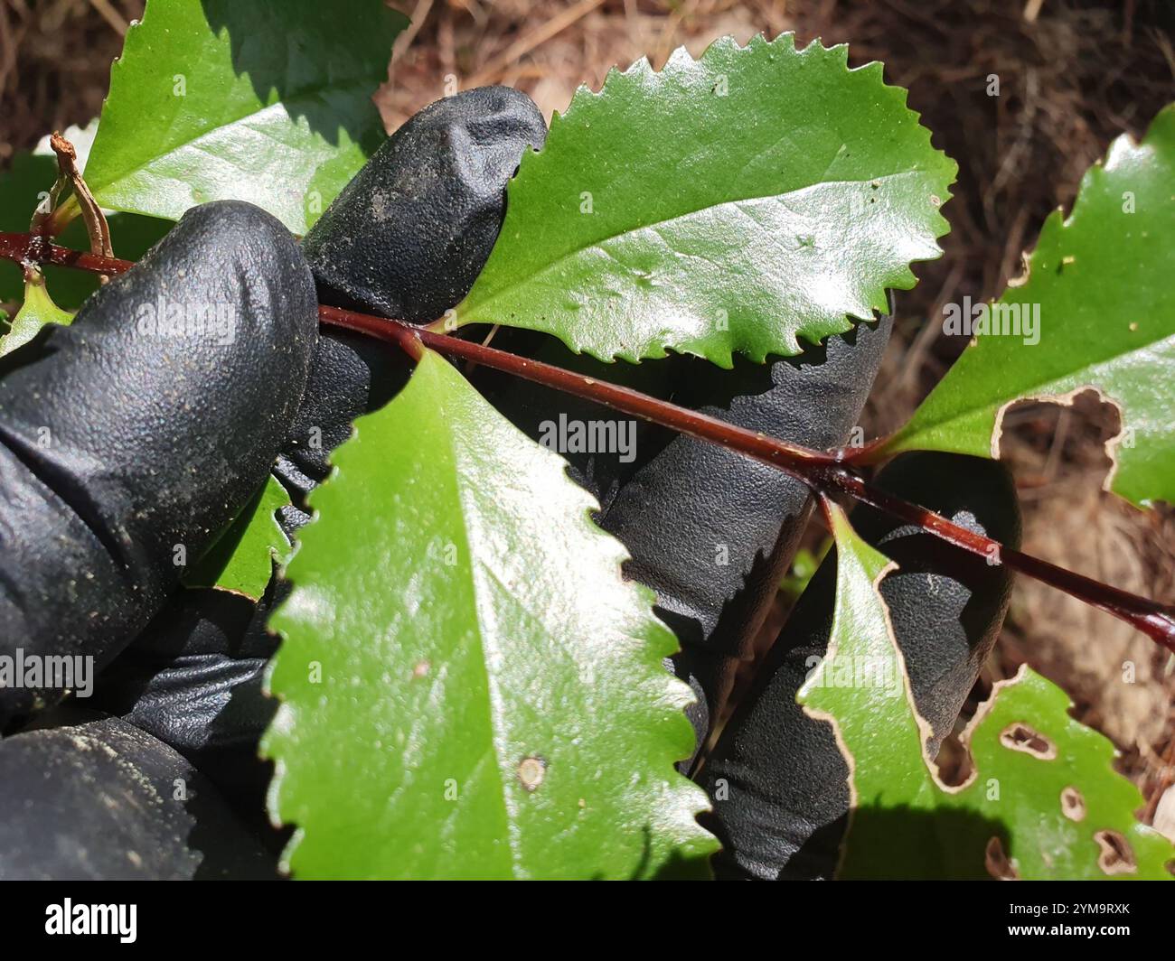 Laurelia novae zelandiae hi-res stock photography and images - Alamy