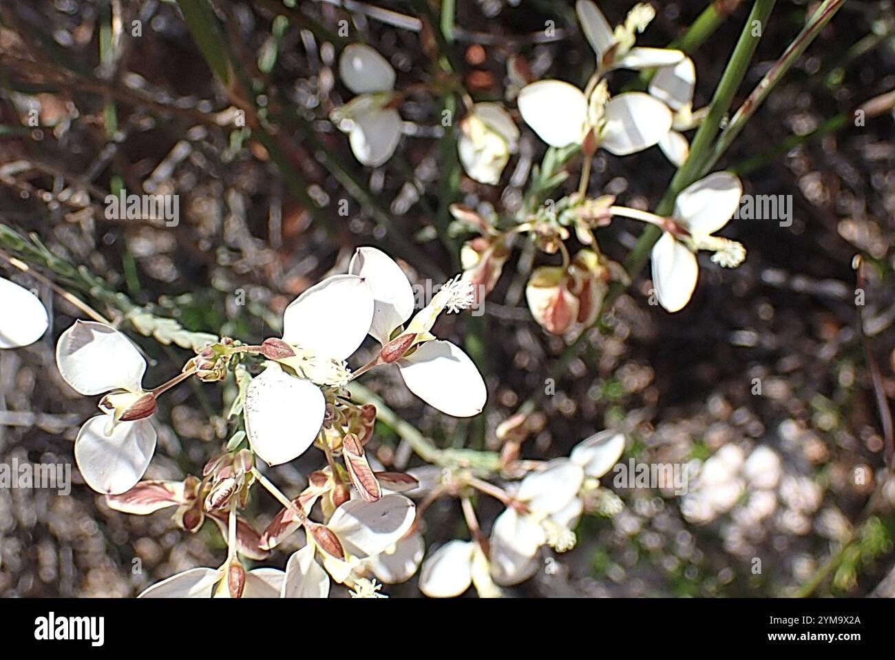 Rock Falsepea (Polygala wittebergensis Stock Photo - Alamy