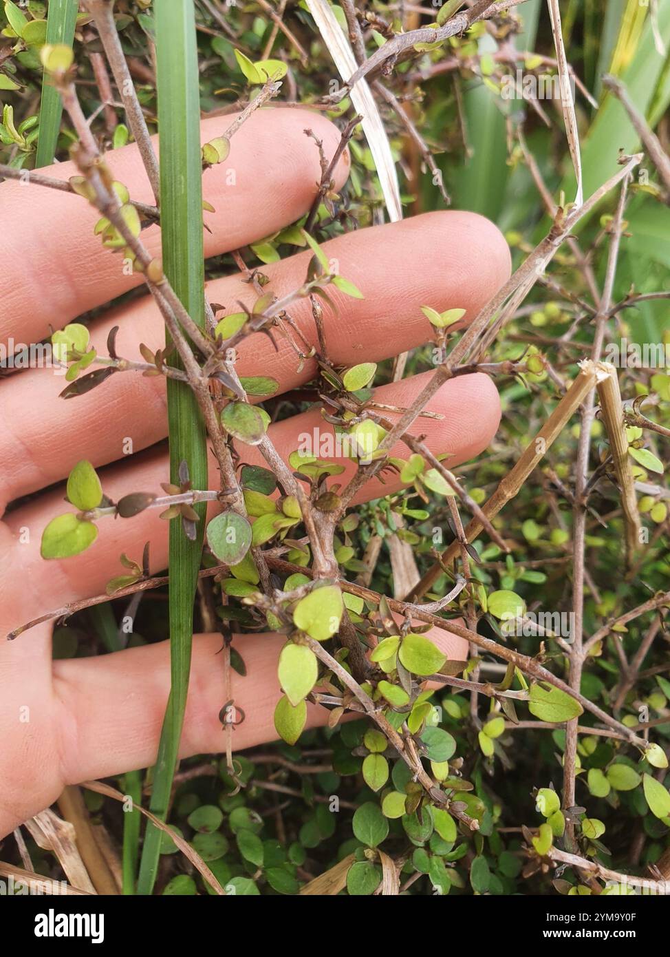Twiggy coprosma (Coprosma rhamnoides Stock Photo - Alamy
