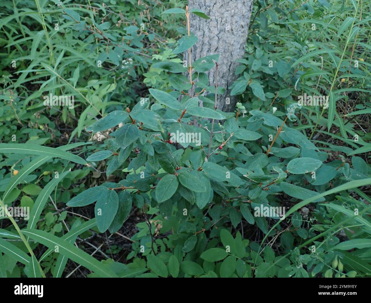 Canadian buffalo-berry (Shepherdia canadensis Stock Photo - Alamy