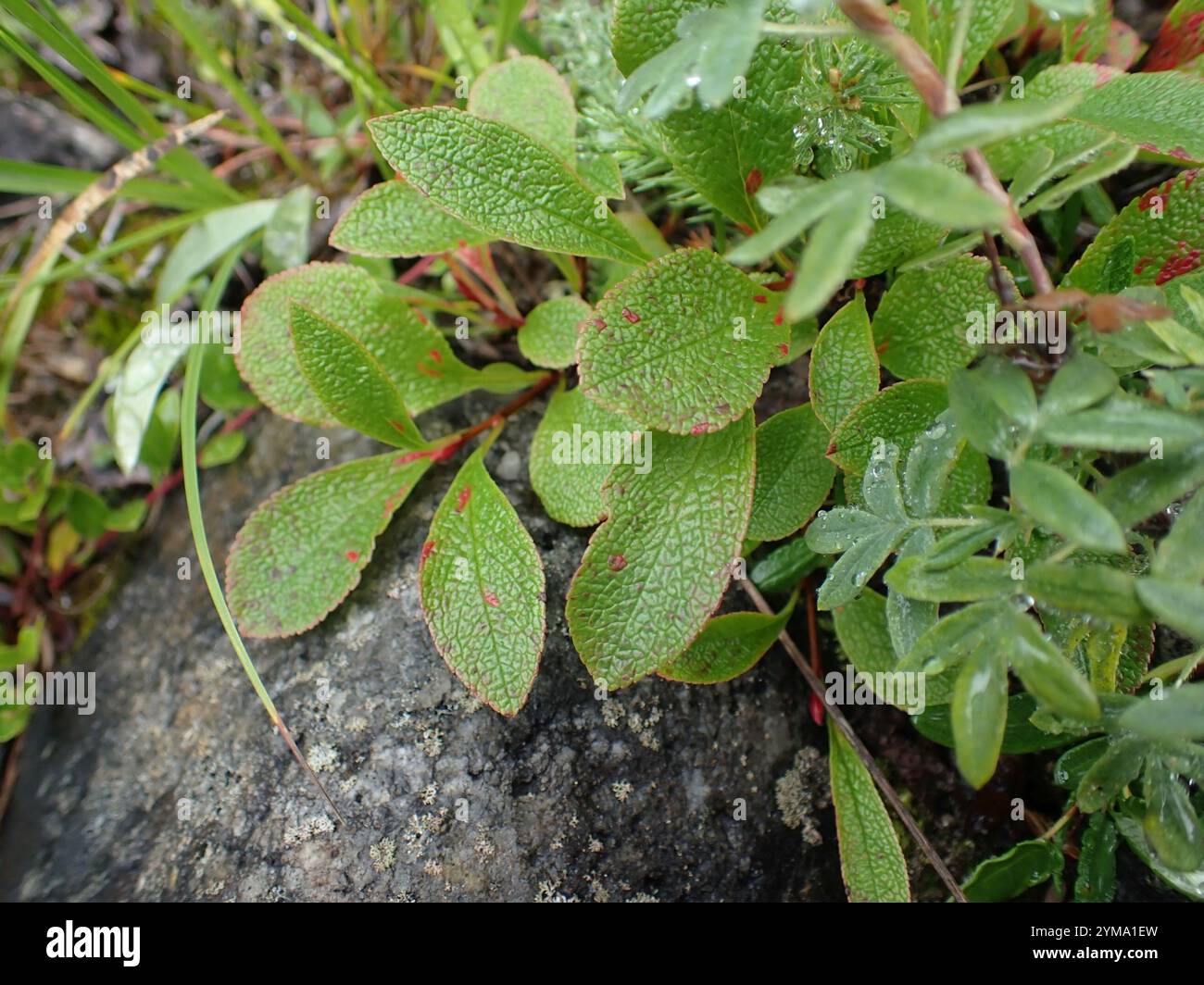 Arctous Ruber Red bearberry (Arctous rubra Stock Photo - Alamy