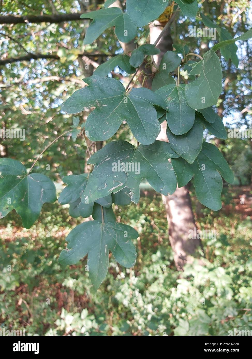 field maple (Acer campestre Stock Photo - Alamy