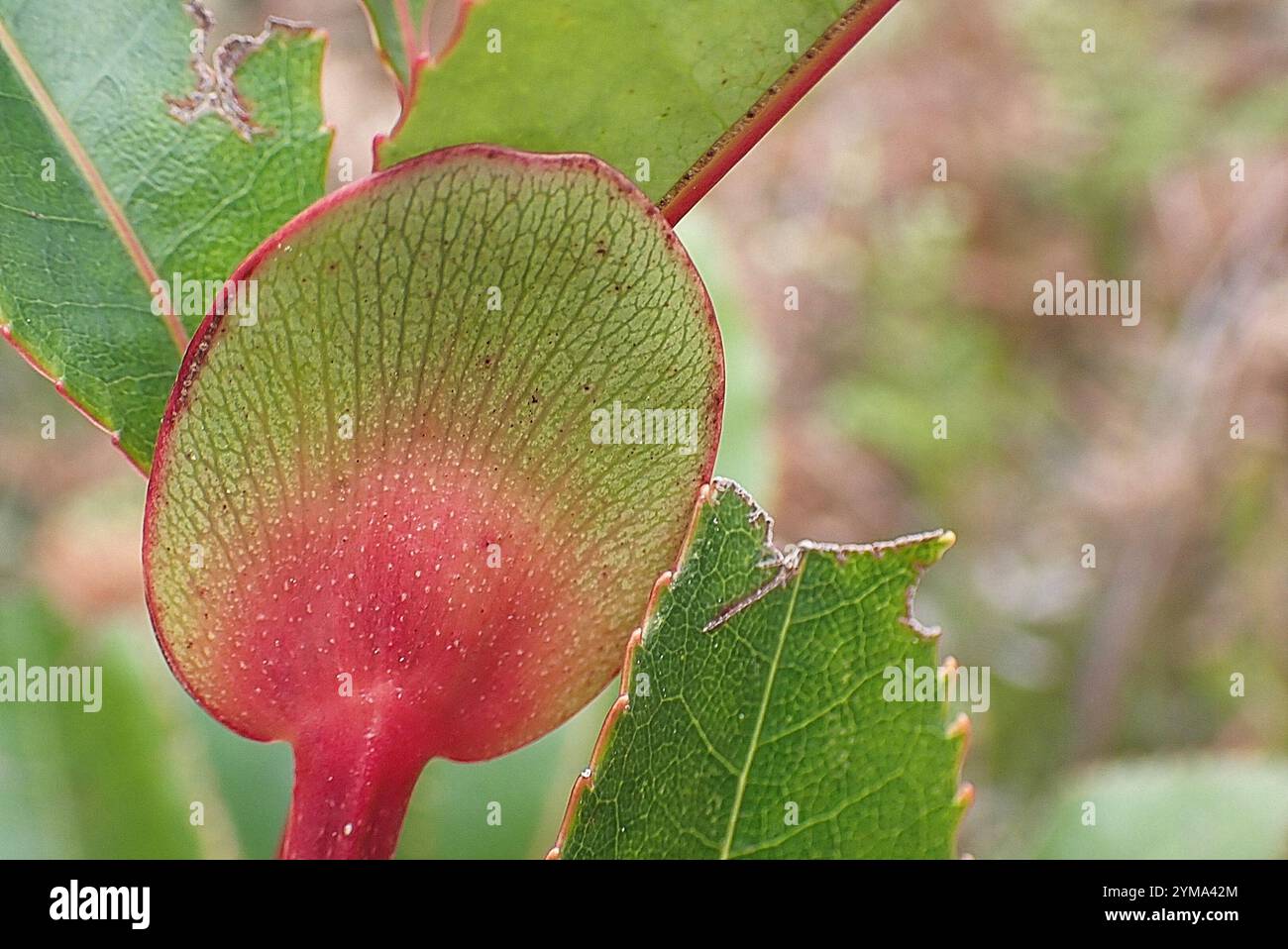 butterspoon tree (Cunonia capensis Stock Photo - Alamy