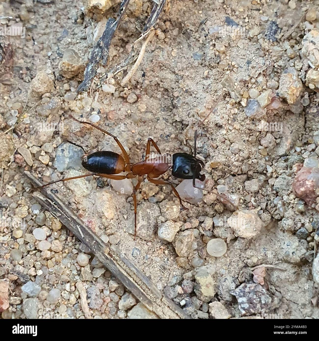 Banded Sugar Ant (Camponotus consobrinus Stock Photo - Alamy