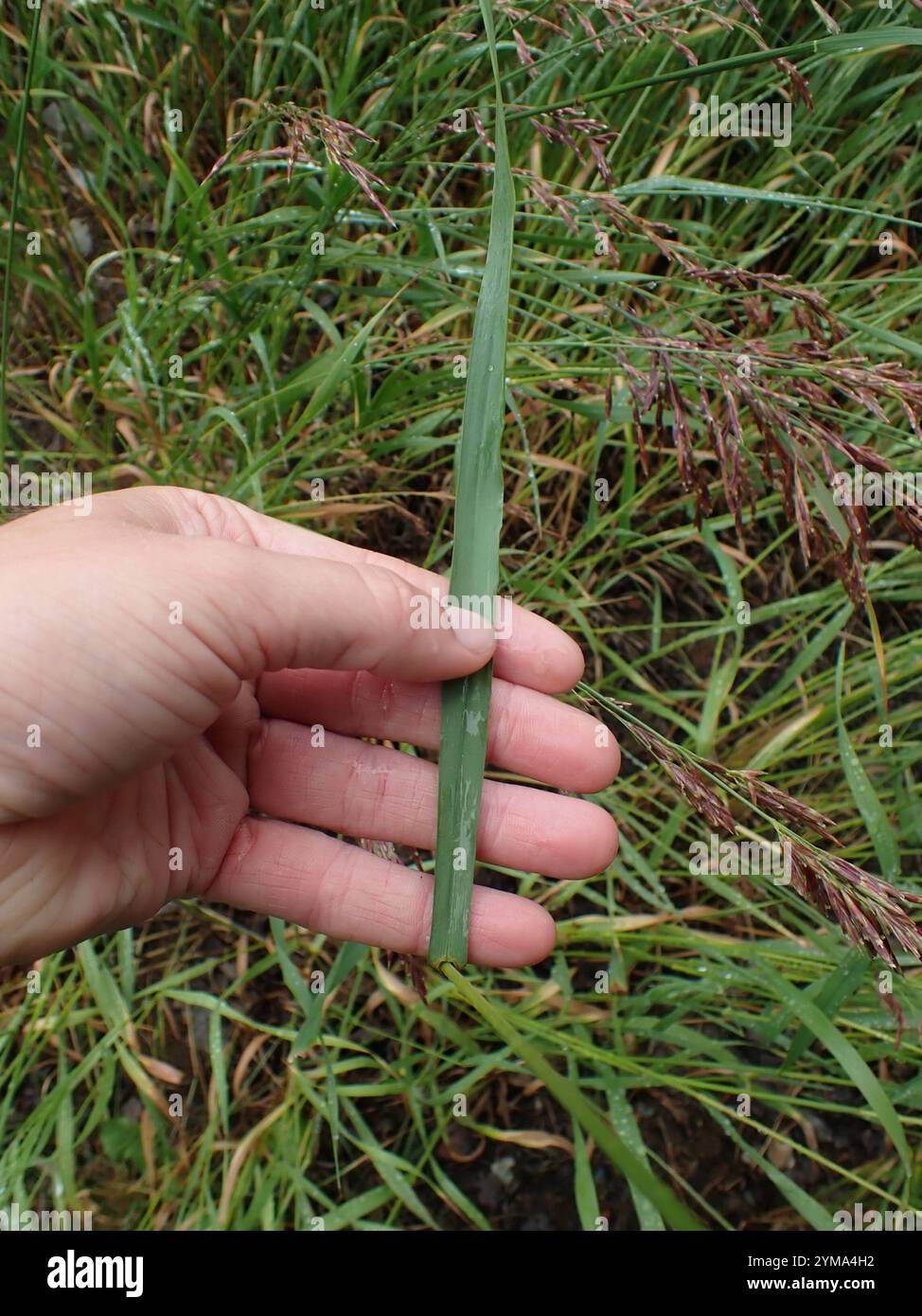 Smooth Brome (Bromus inermis Stock Photo - Alamy