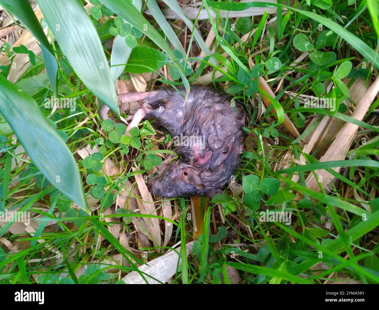 Old World Rats (Rattus Stock Photo - Alamy