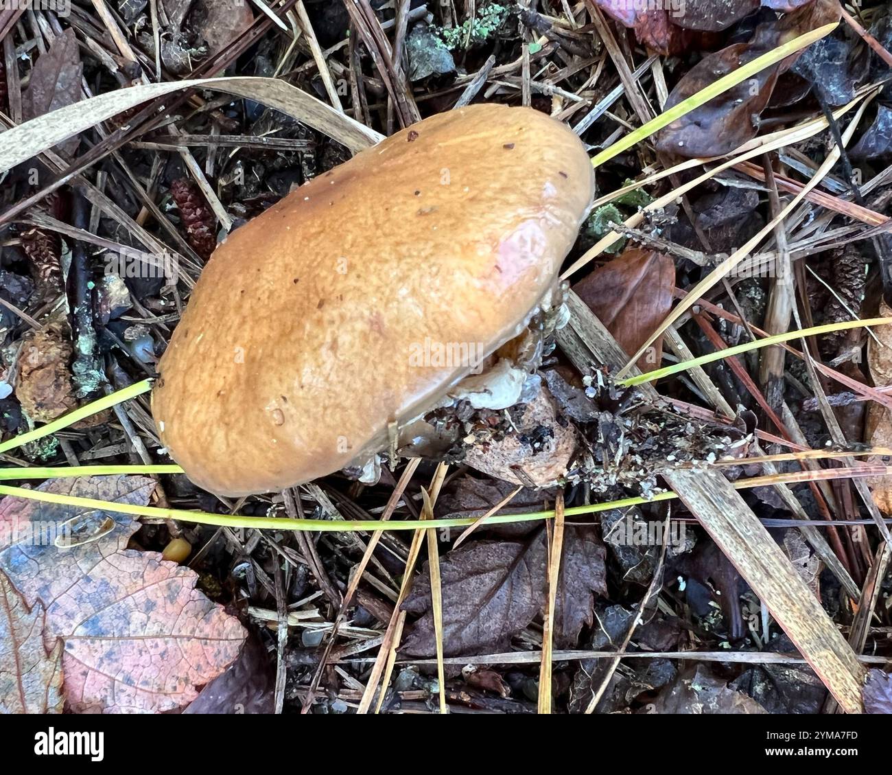 Slippery Jill (Suillus salmonicolor Stock Photo - Alamy