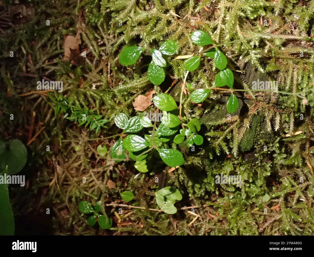 Twinflower (Linnaea borealis Stock Photo - Alamy
