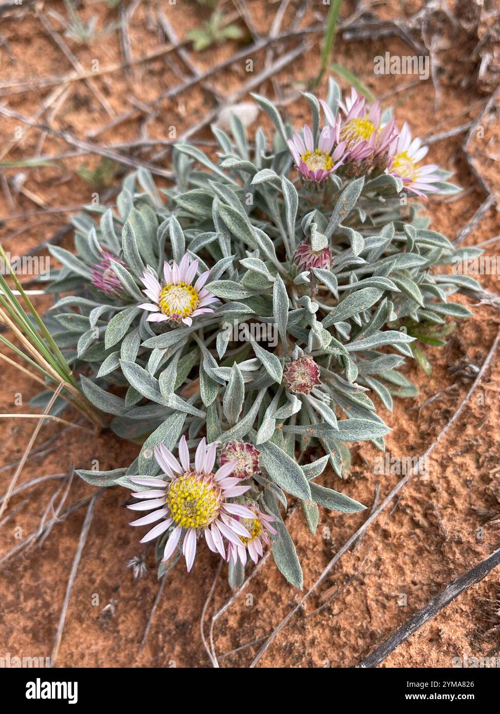 Hoary Townsend Daisy (Townsendia incana Stock Photo - Alamy