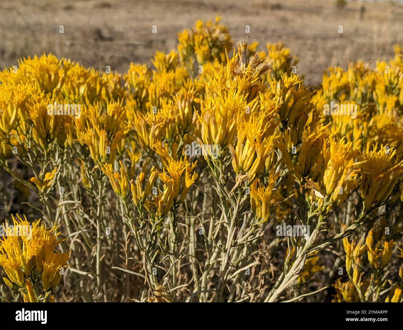 Rubber Rabbitbrush (Ericameria nauseosa Stock Photo - Alamy