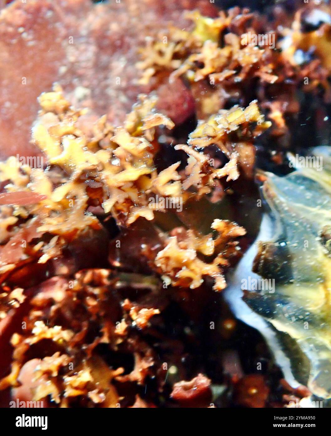 red algae (Rhodophyta Stock Photo - Alamy