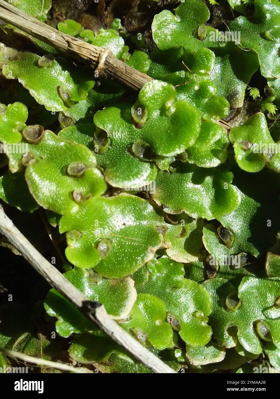 Crescent cup Liverwort Lunularia Cruciata Stock Photo Alamy crescent-cup-liverwort-lunularia-cruciata-stock-photo-alamy