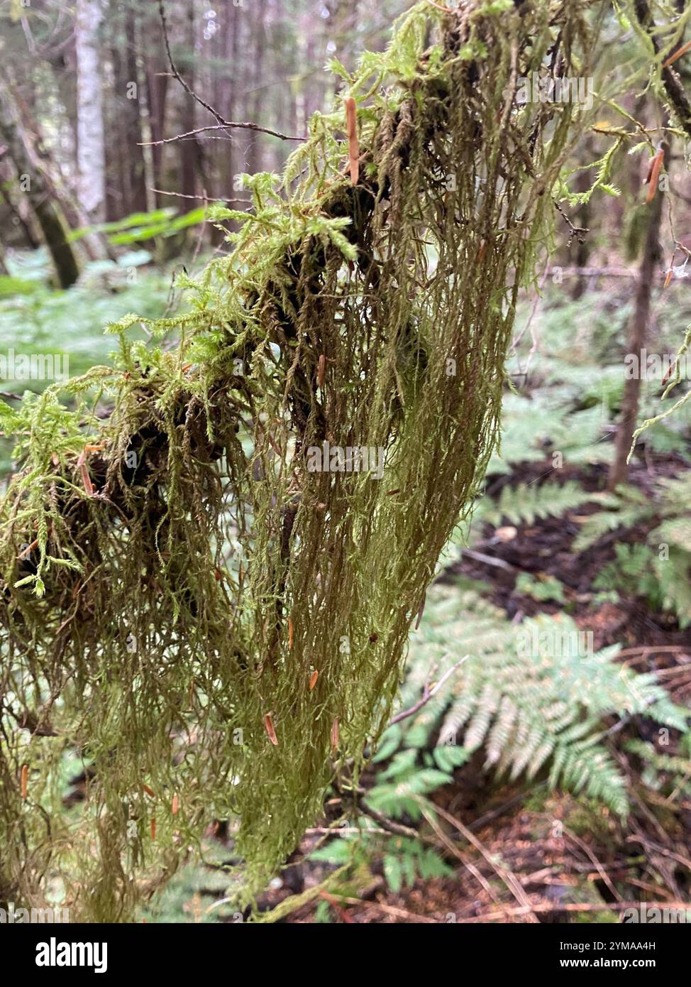 Cat's Tail Moss (Pseudisothecium stoloniferum Stock Photo - Alamy
