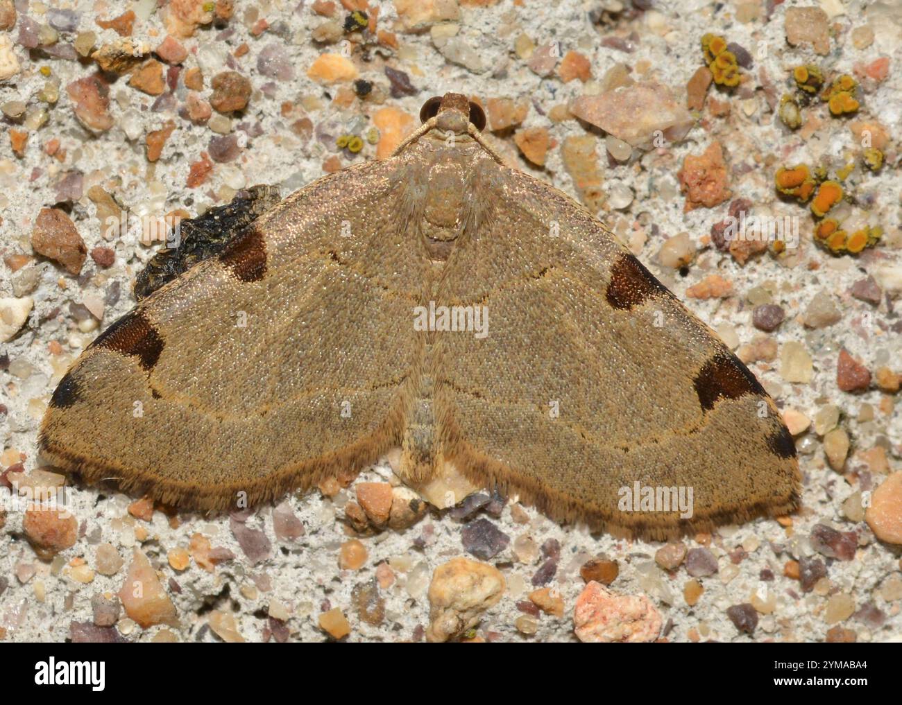 Three-spotted Fillip (Heterophleps triguttaria Stock Photo - Alamy