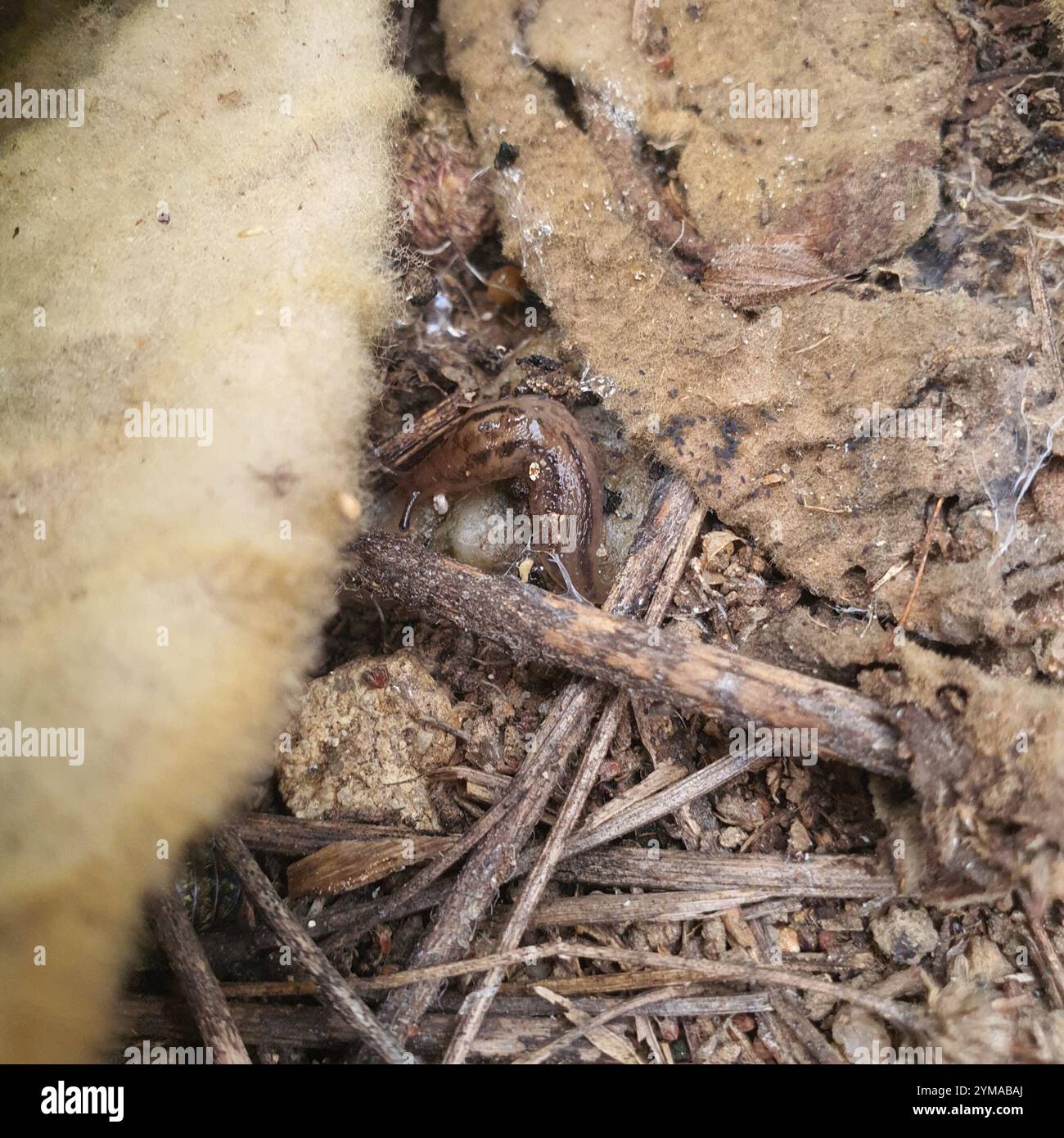 Tree Band Slugs Threeband Slugs (Ambigolimax Stock Photo - Alamy