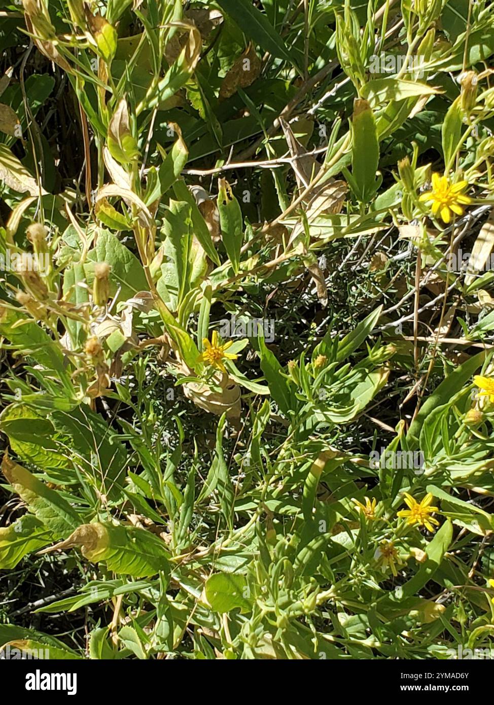 American threefold (Trixis californica Stock Photo - Alamy