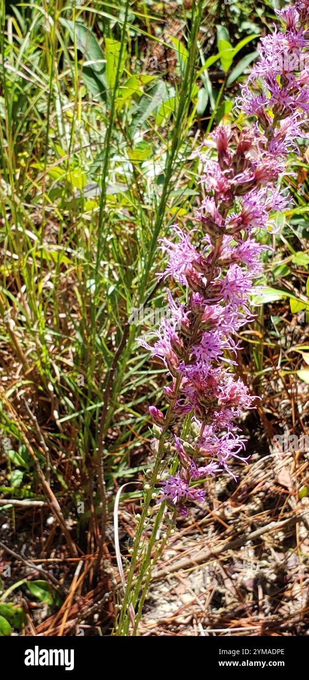 Dense Blazing Star Liatris Spicata Stock Photo Alamy dense-blazing-star-liatris-spicata-stock-photo-alamy