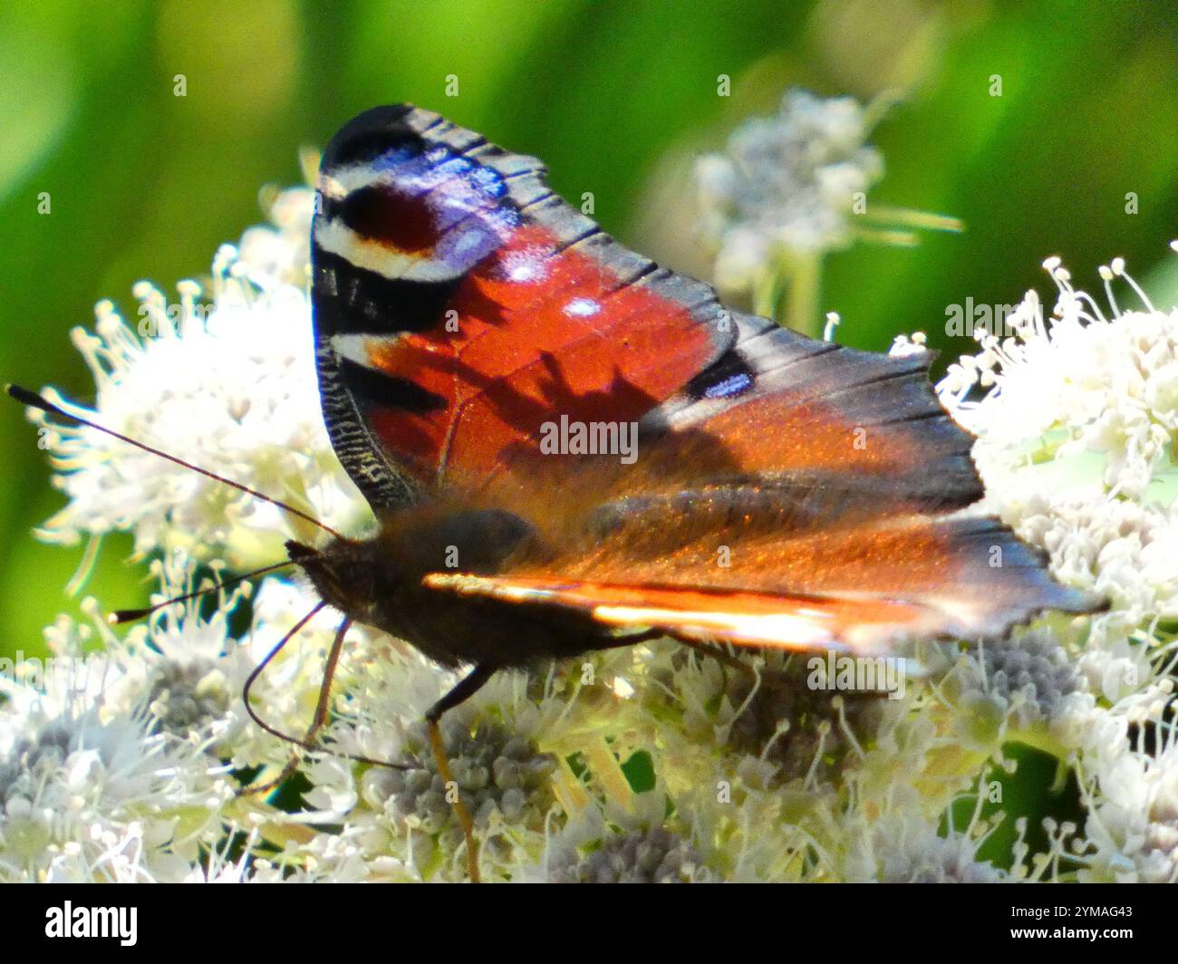 European Peacock Butterfly main image 1