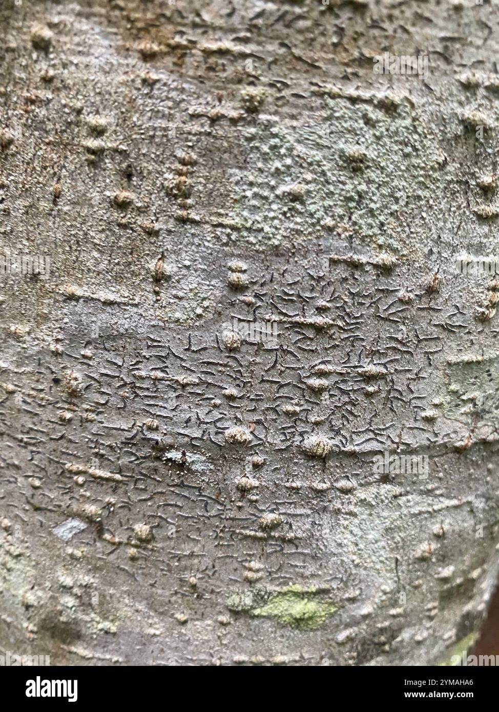 Graphis Scripta Lichens Common Script Lichen (Graphis scripta Stock Photo - Alamy
