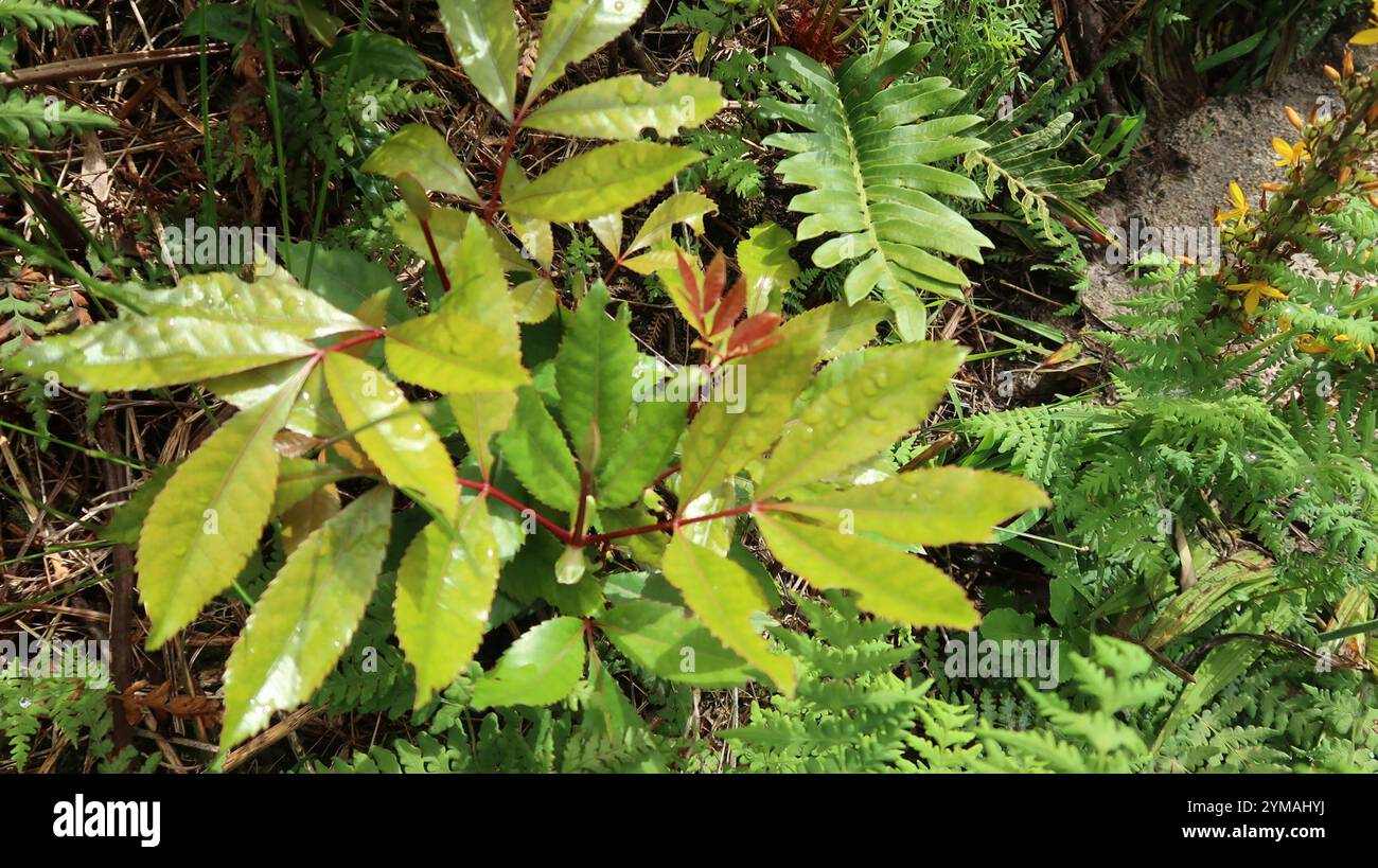 Cunonia capensis hi-res stock photography and images - Alamy