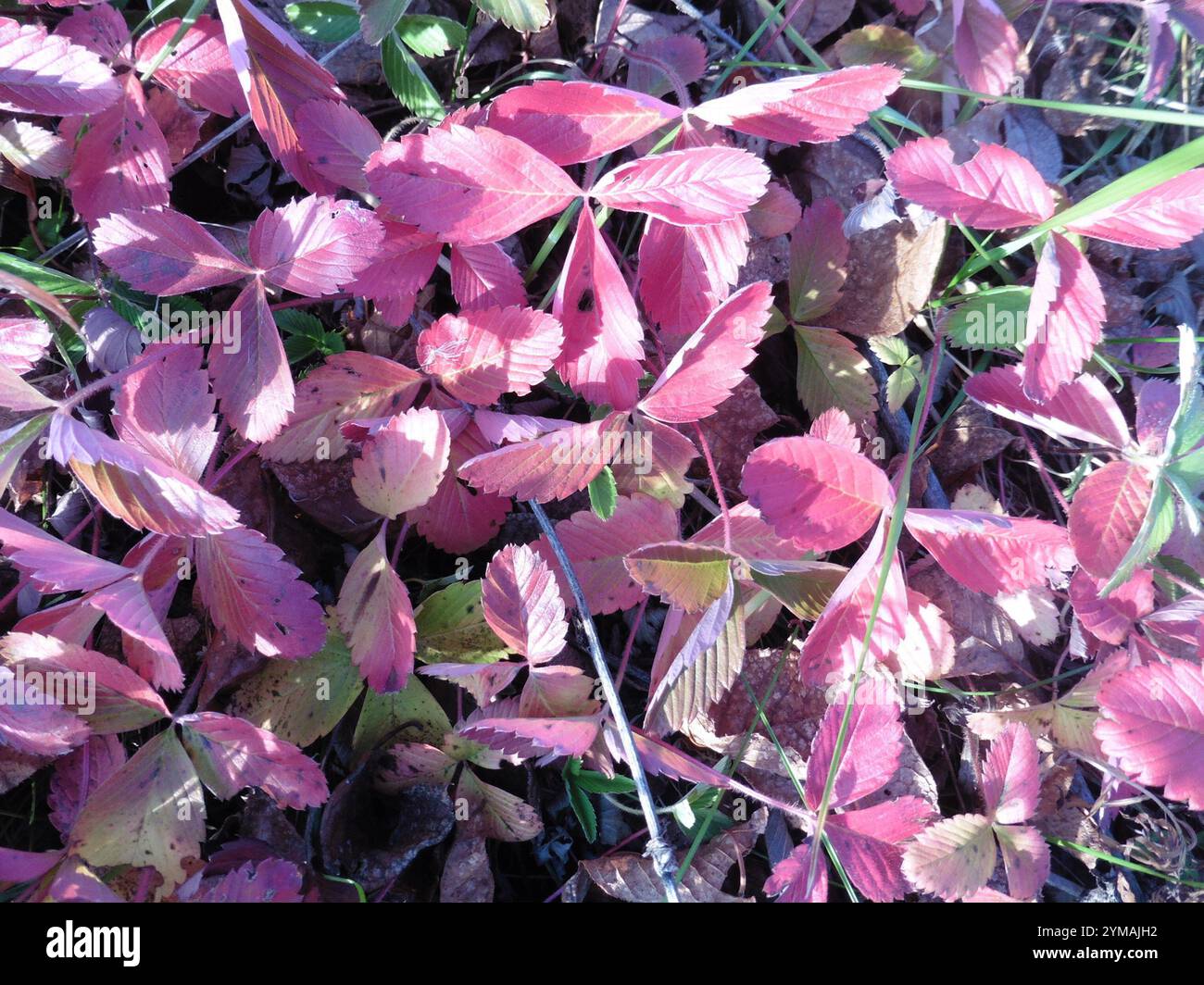 Morango Verde green strawberry (Fragaria viridis Stock Photo - Alamy